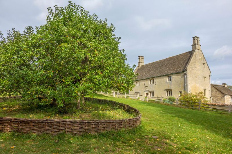 Isaac Newton’s Apple Tree (1660s?)