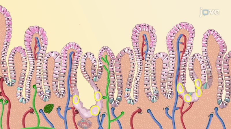 Your Stomach Lining Renews Itself Every Few Days