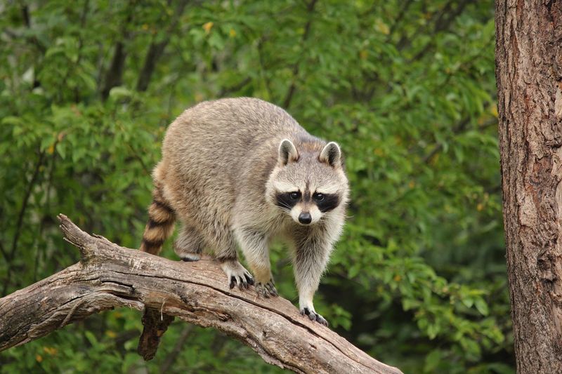 Raccoon: The Masked Bandit