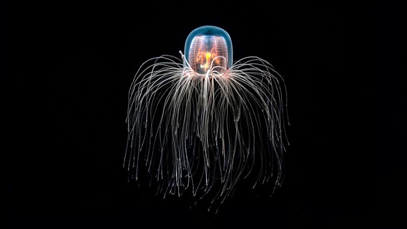 Jellyfish Can Technically Live Forever