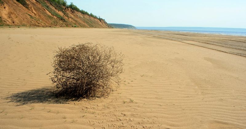 Tumbleweeds Were Always Rolling By