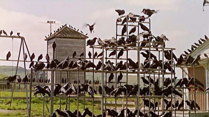 The Birds (1963)
