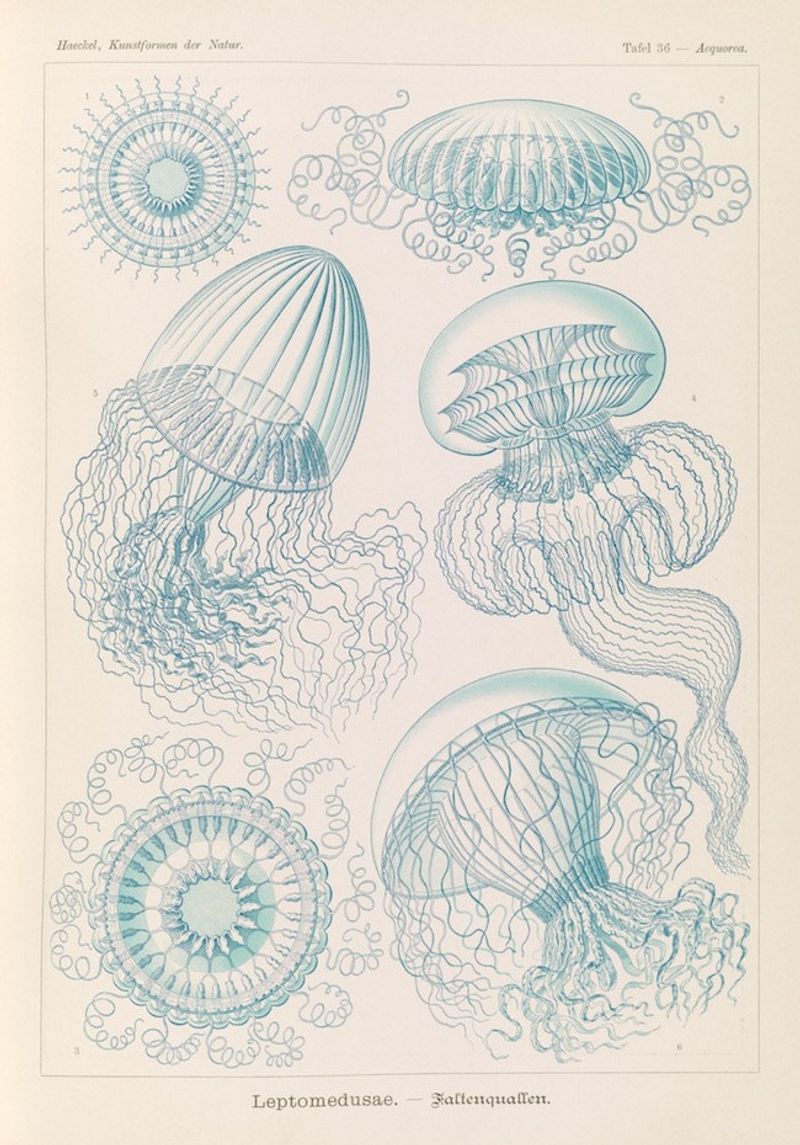 Jellyfish & Eggs