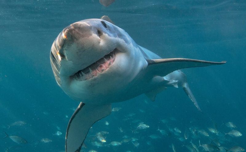 Sharks Are Older Than Trees