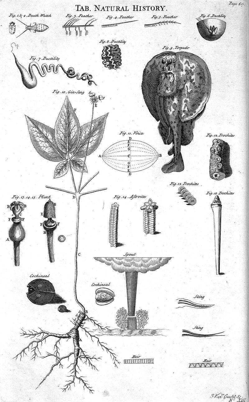 Nature Study (Pre-Environmental Science)