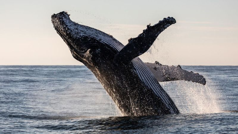 The Chilean Whale Graveyard (2011-2015)