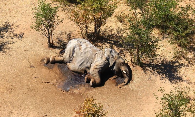The Zimbabwe Elephant Mystery (2020)