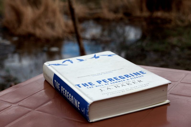 The Peregrine by J.A. Baker