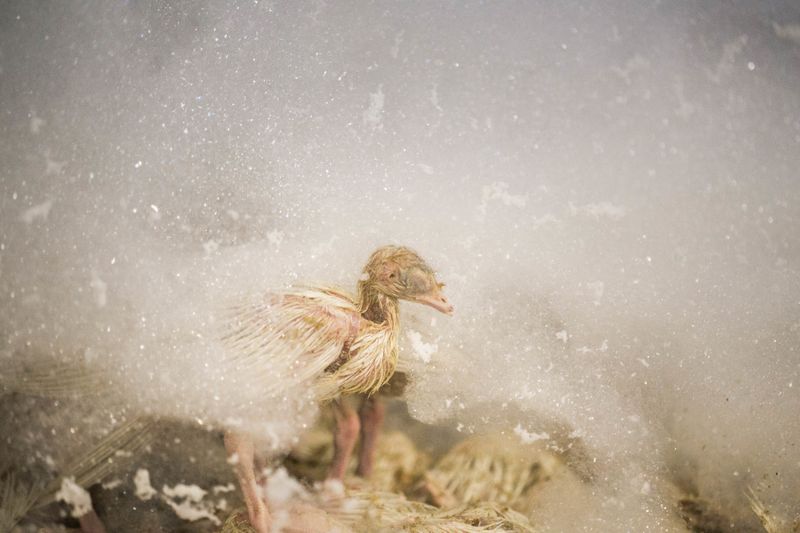 The Baltic Sea Bird Flu Disaster (2022-2023)