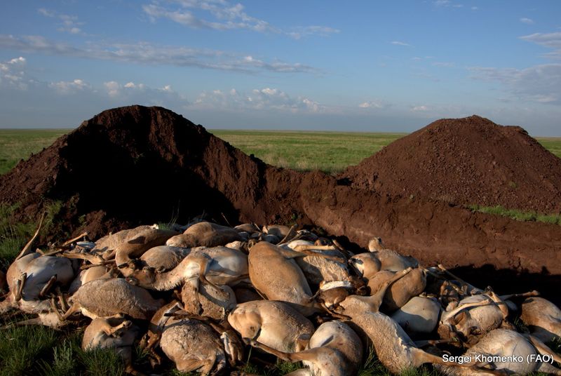 The Kazakhstan Saiga Antelope Extinction Event (2015)