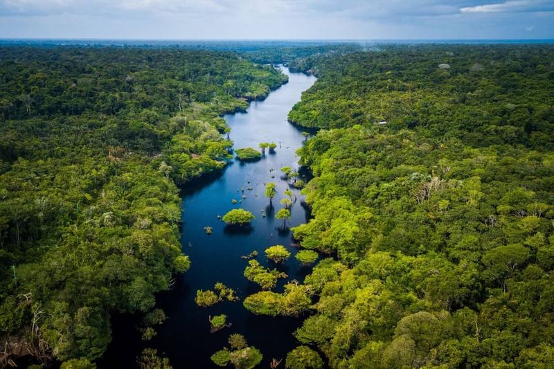 The Amazon Rainforest (South America)