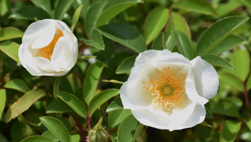 The Legend of the Cherokee Rose (Cherokee)