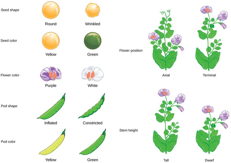 Heredity Through 