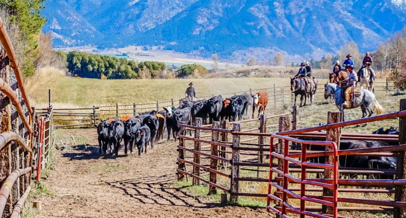 Working Ranches That Welcome Visitors