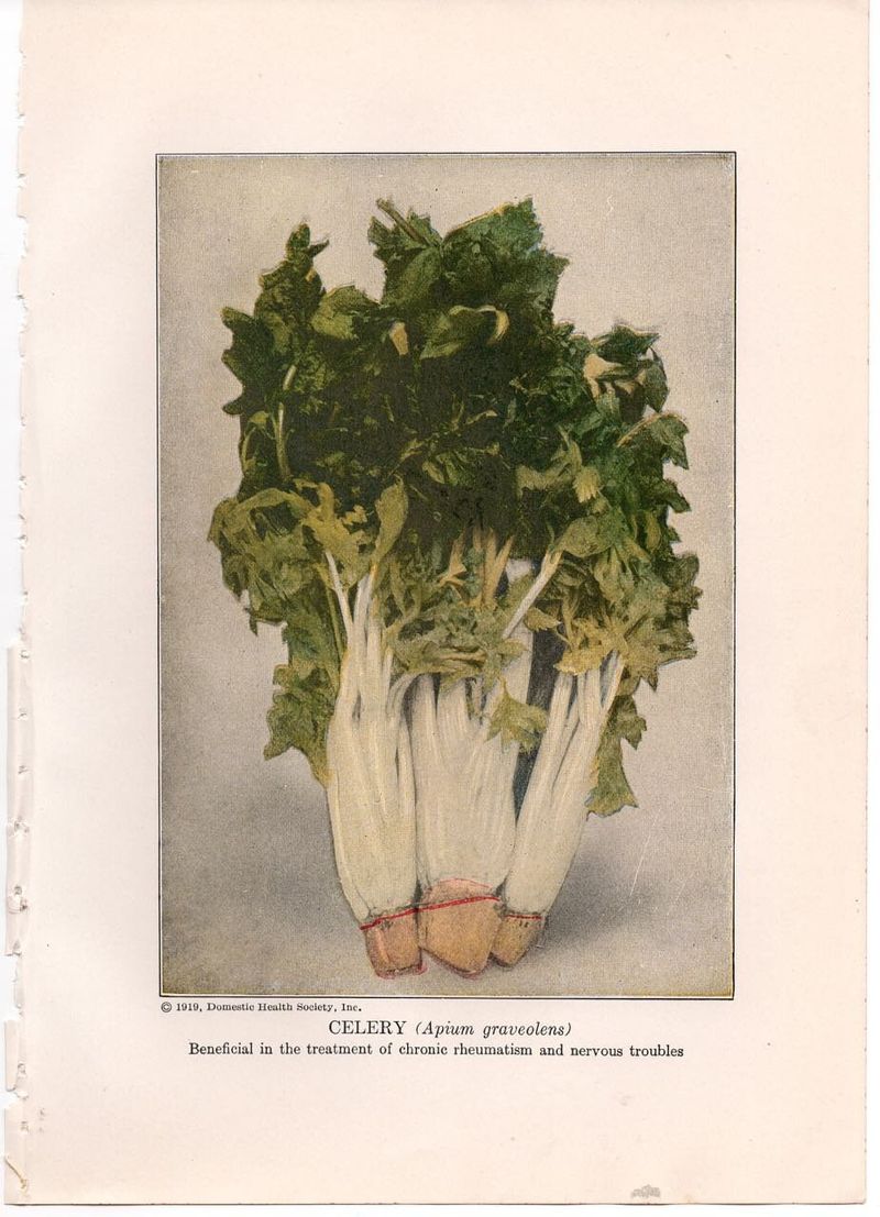 Celery—Every. Single. Meal.