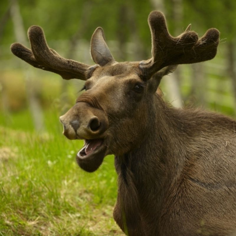 The Swedish Elk Massacre (2019)
