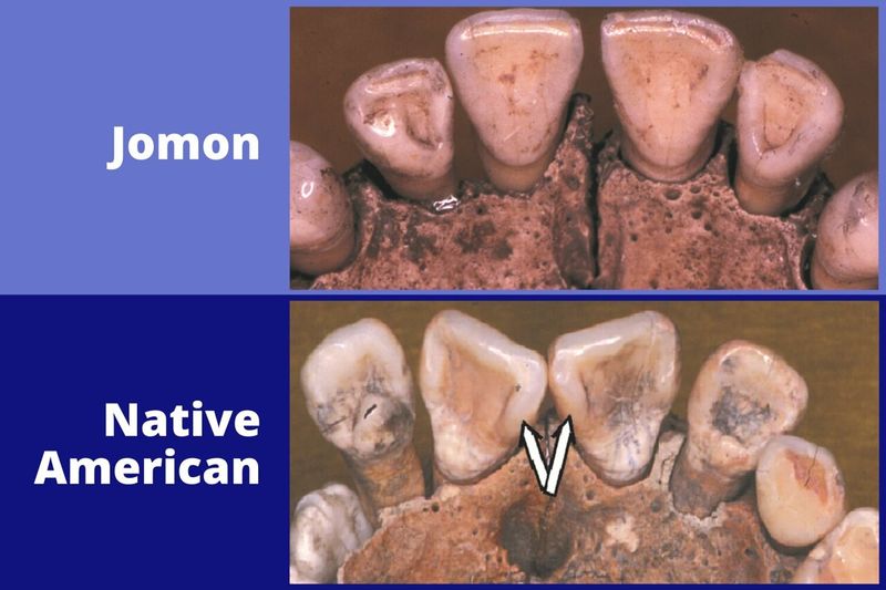Scientists Looked at Teeth—Not Just Tools