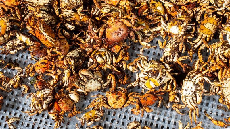 The North Sea Crab Invasion (2021)