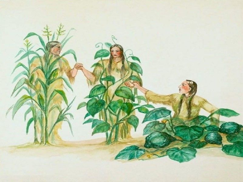 The Story of the Three Sisters (Iroquois & Cherokee)