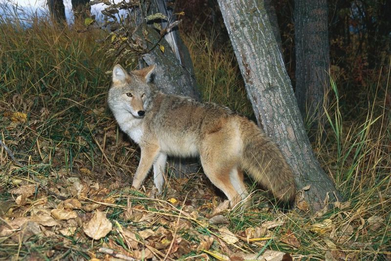 Coyote and the Origin of Death (Various Tribes)