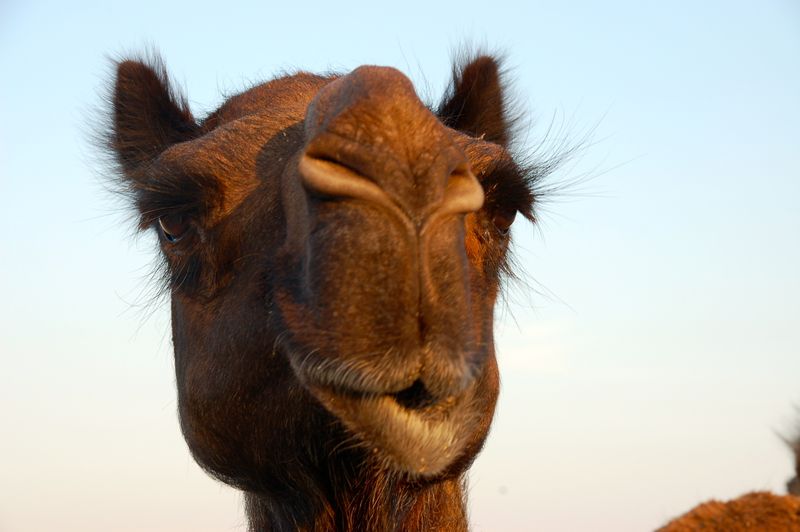 The Saudi Camel Collapse (2018)