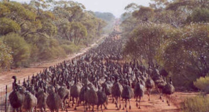 Australia's Humiliating Emu War