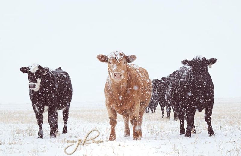 The Texas Cattle Freeze (2023)