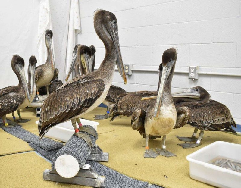 The California Pelican Crisis (2022)