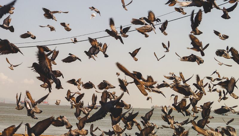 The Mexican “Apocalyptic” Bird Fall (2022)