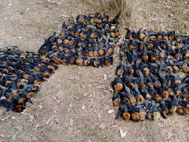 The Australian Flying Fox Heatwave Deaths (2014, 2018, 2019)