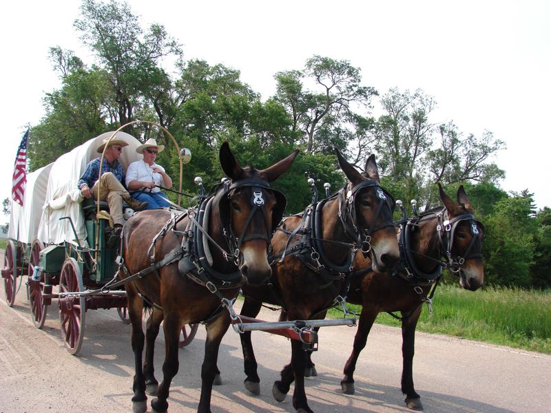Oxen vs. Mules vs. Horses