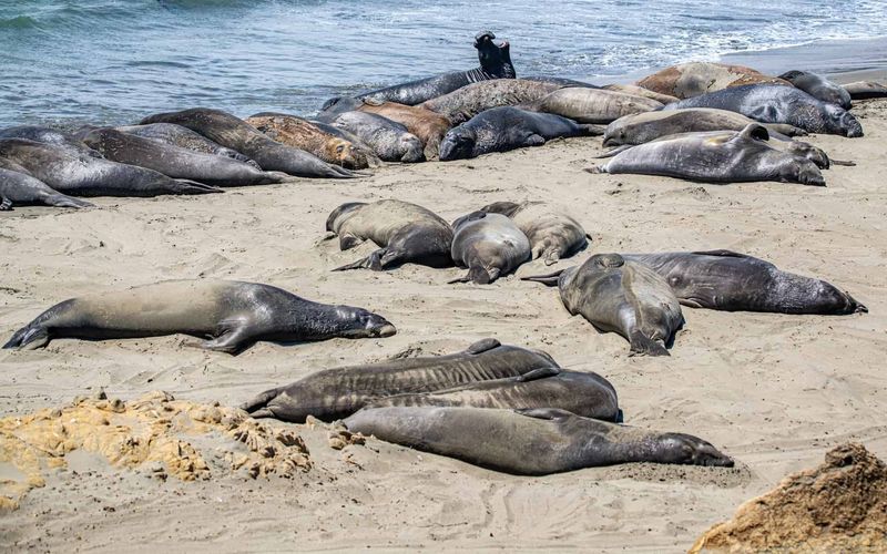 The Namibia Seal Mass Death (2020)