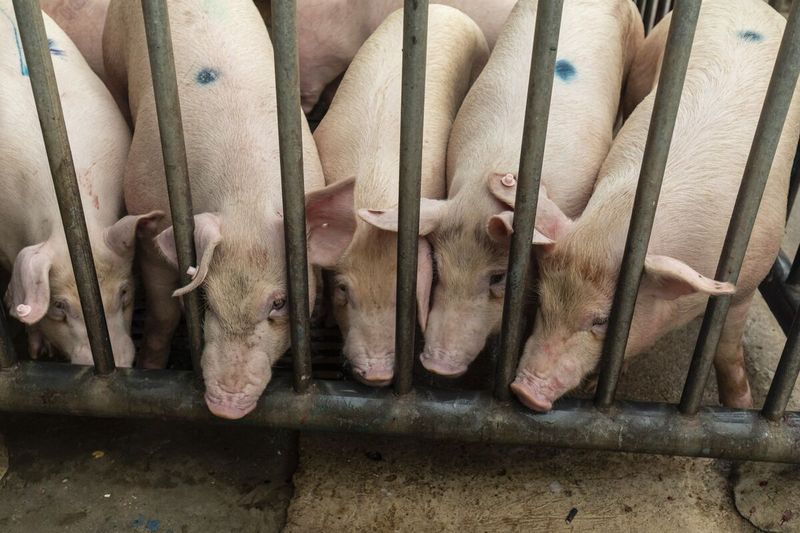 The Chinese Pig Apocalypse (2013)
