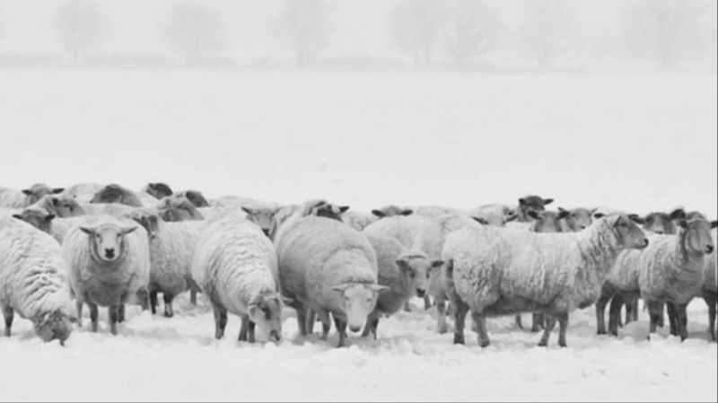 The Scull Valley Sheep Death (1968)