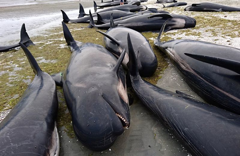 The New Zealand Whale Strandings (2017, 2023)