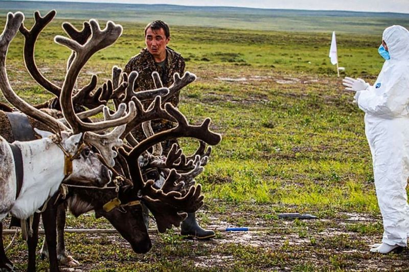 The Siberian Reindeer Anthrax Outbreak (2016)
