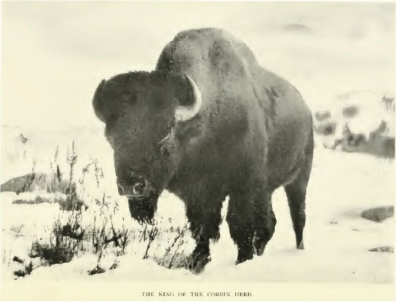 Buffalo Calf Rescuer
