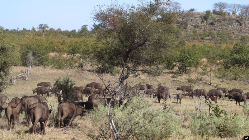 The South African Buffalo Massacre (2016)
