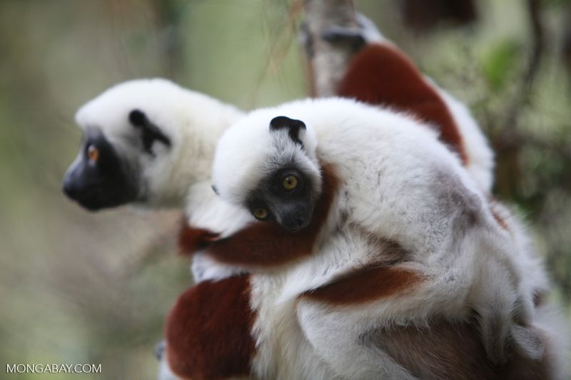 The Madagascar Lemur Die-Off (2020)
