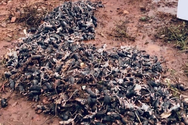 The Australian Mouse Plague (2021)