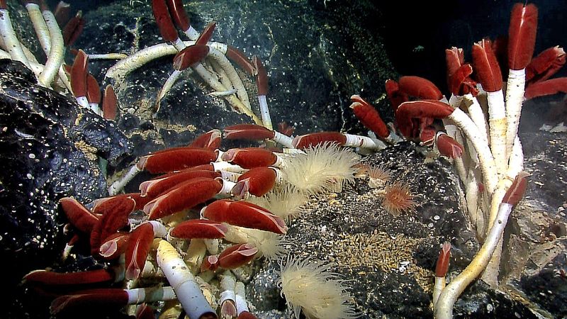 Deep-Sea Vents & Life Without Sunlight (1977 Discovery)