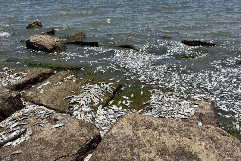 The UK's Deadly Sea Life Event (2021)