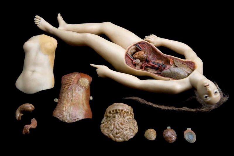 Wax Anatomical Models