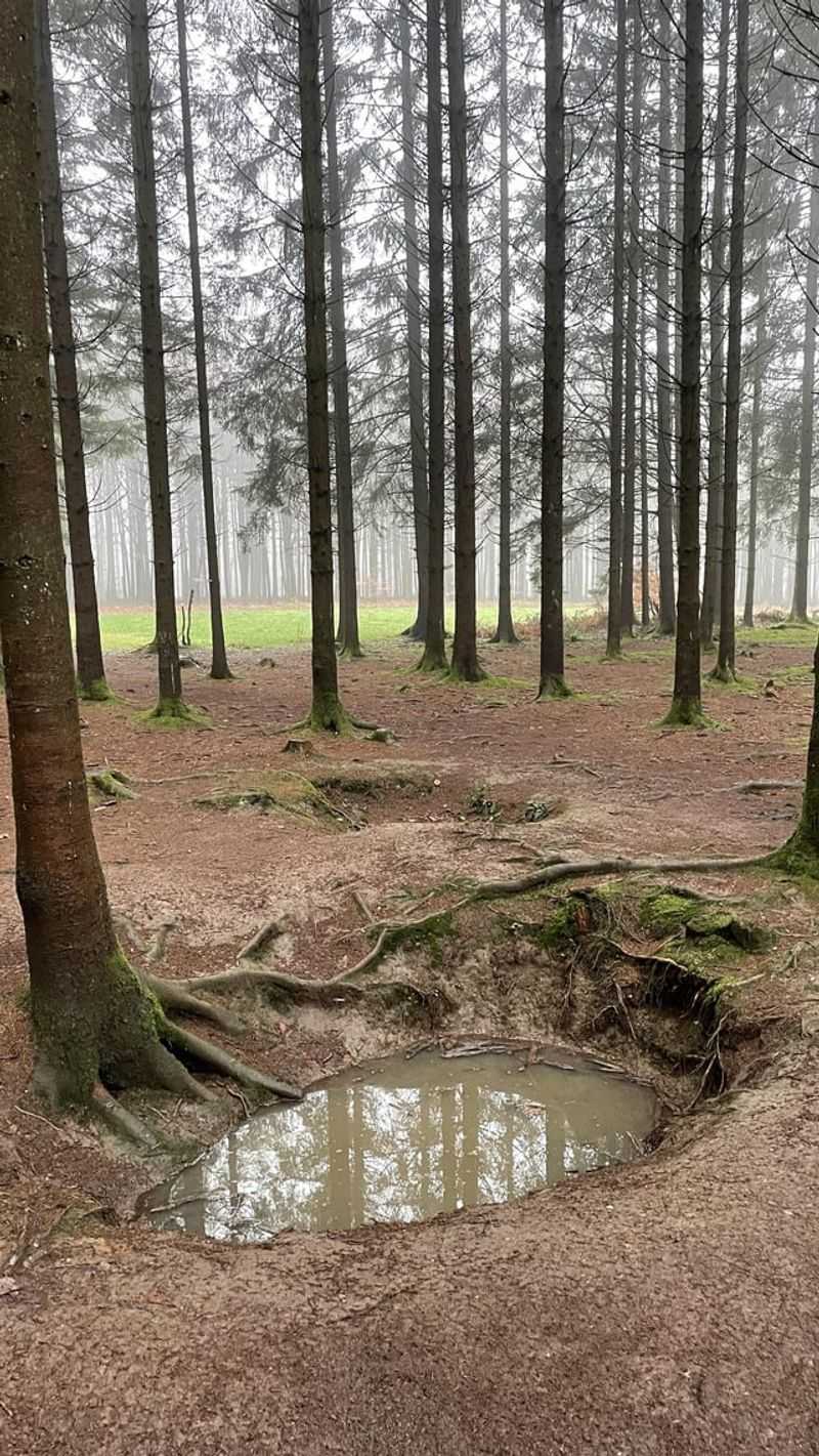 Now: Memorial Foxholes in the Woods