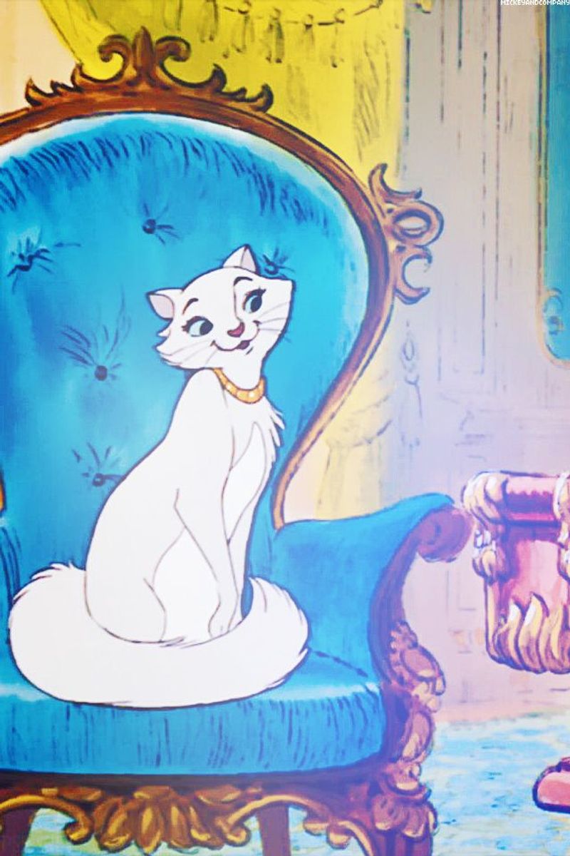 Duchess: The Elegant Single Mother Cat