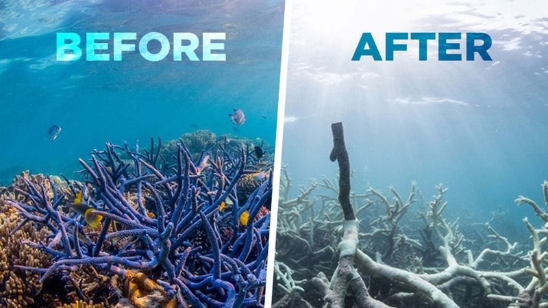 Coral Concerns Change Formulas (2010s)
