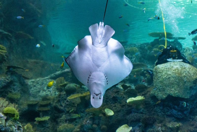Golden Giants of the Deep