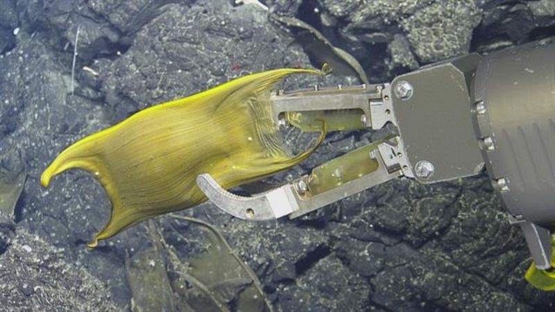 World's First Egg-Laying Footage