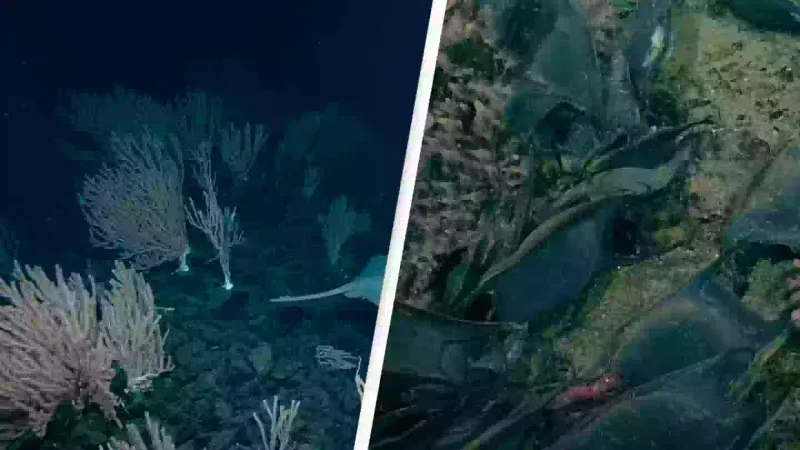 Mile-Deep Coral Garden Paradise