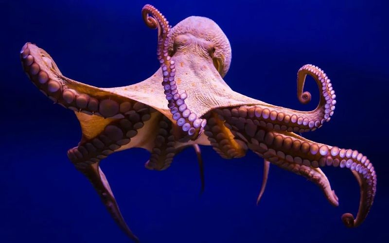 Octopuses Have Three Hearts and Blue Blood